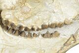 Fossil Oreodont (Merycoidodon) Skull - South Dakota #285131-3